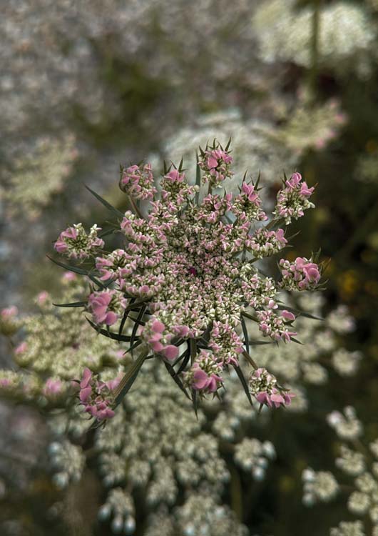 Pink or White Flower